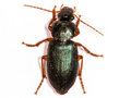 Ophonus ardosiacus